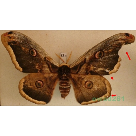 Saturnia pyri (Denis & Schiffermüller, 1775) male Pawica gruszówka Czech 116mm85b